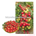 Hybrid Cherry tomato seeds for growing-Meet